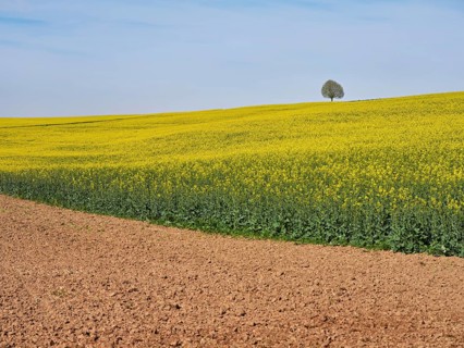 Small lime tree (Tilia), standing in a field of flowering rape, Winterschwil, Freiamt, Canton