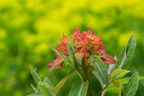 Himalayan spurge (Euphorbia griffithii), Emsland, Lower Saxony, Germany, Europe