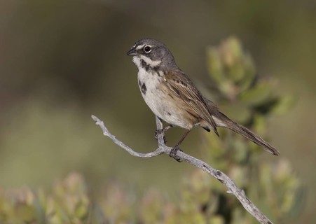 Bell's Sparrow (Artemisiospiza belli), California, USA, North America