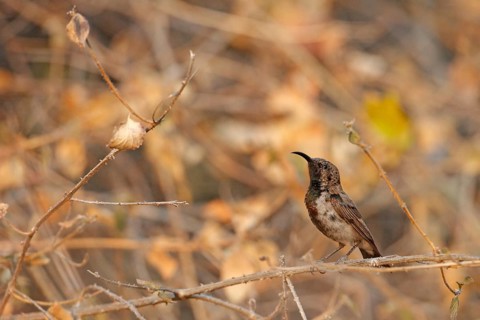 Dusky Sunbird (Cinnyris fuscus), Namibia, Africa