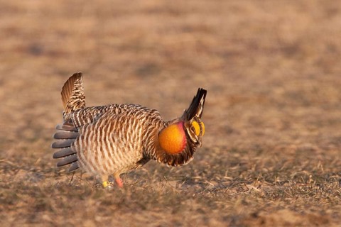 Greater Prairie Chicken (Tympanuchus cupido) male displaying, Wisconsin, USA, North America