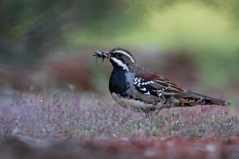 Chestnut Quail-thrush (Cinclosoma castanotum) male, New South Wales, Australia, Oceania