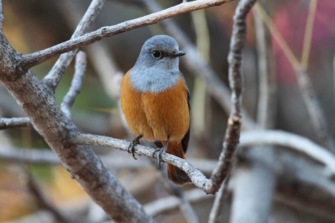 Forest Rock Thrush (Monticola sharpei) male, Isalo, Madagascar, Africa