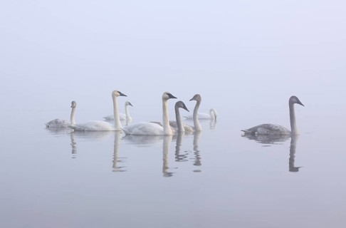Trumpeter Swan (Cygnus buccinator), Michigan, USA, North America