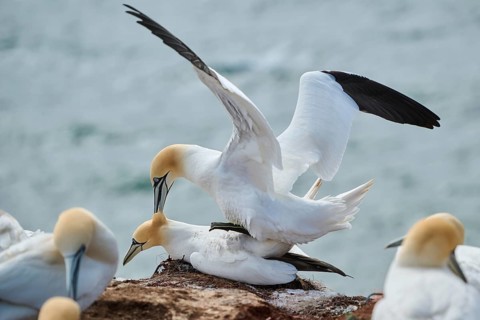 Northern gannet (Morus bassanus) couple having a love game on the cliff, wildlife, Helgoland,