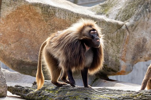 Djelada, blood-breasted baboon (Theropithecus gelada) at Wilhelma. Stuttgart Zoological and