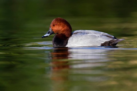 Common Pochard (Aythya ferina) male, Asturias, Spain, Europe