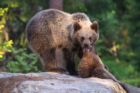 Eurasian Brown Bear (Ursus arctos) two fighting in forest, Finland, Europe