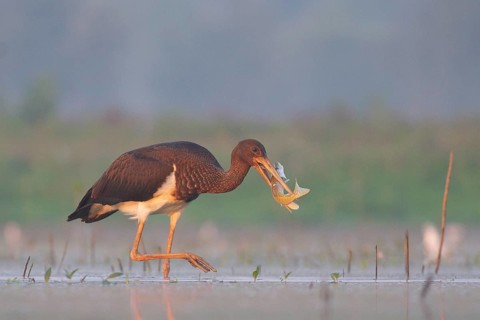 Black Stork (Ciconia nigra) juvenile with fish prey in beak, Tiszaalpár, Hungary, Europe