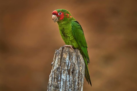 Mitred parakeet, Psittacara mitratus, red green parrot sitting on the tree trunk in the nature