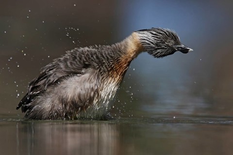 Hoary-headed Grebe (Poliocephalus poliocephalus), New South Wales, Australia, Oceania