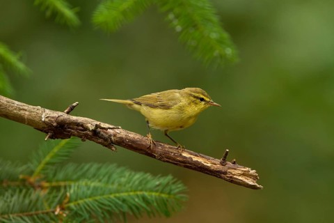 Willow Warbler (Phylloscopus trochilus), Utrecht, Netherlands