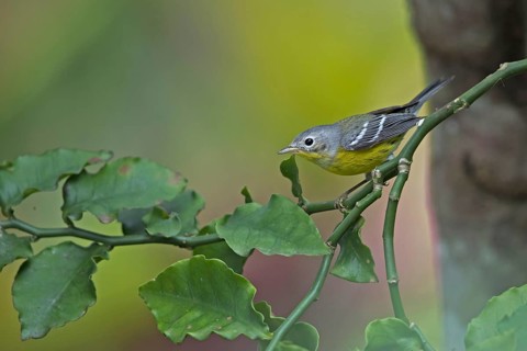 Magnolia Warbler (Setophaga magnolia) juvenile perched on a branch, Peten, Guatemala, Central