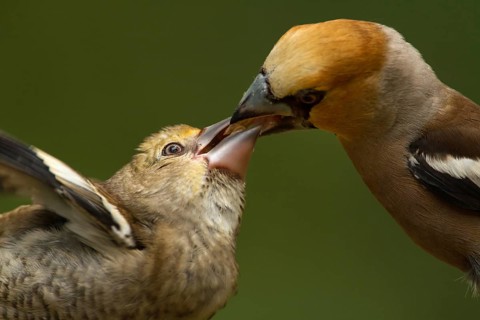 Hawfinch (Coccothraustes coccothraustes) male feeding young, Utrecht, Netherlands