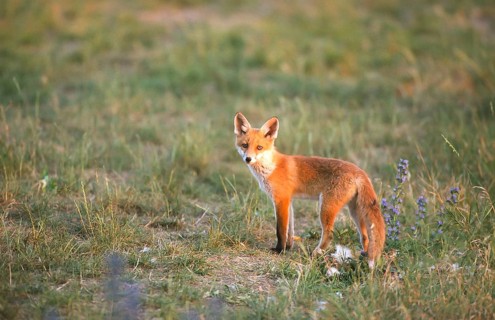Red fox (Vulpes vulpes) Young fox looking around, Schorfheide-Chorin Biosphere Reserve,