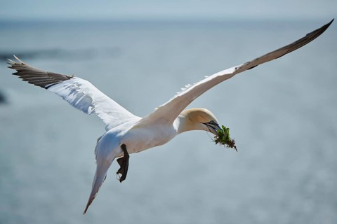 Northern gannet (Morus bassanus) flying over the sea with rivet material in the beak, wildlife,