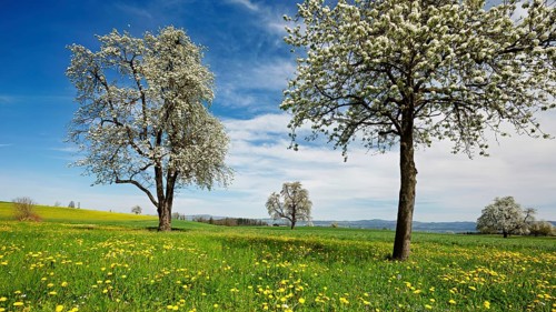 Field of flowering dandelions and pear trees (Pyrus communis), Beinwil, Freiamt, Canton Aargau,
