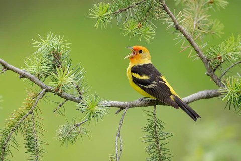 Western Tanager (Piranga ludoviciana) male singing, perched on a branch, British Columbia, Canada,