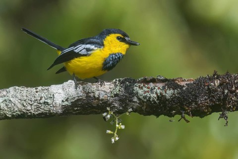 Black-breasted Boatbill (Machaerirhynchus nigripectus) perched on a branch in Papua New Guinea