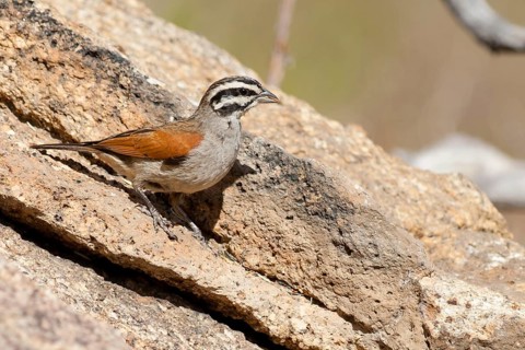 Cape Bunting (Emberiza capensis), Namibia, Africa