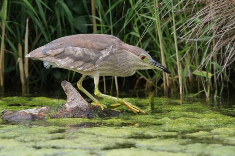 Black-crowned Night Heron (Nycticorax nycticorax), Aargau, Switzerland, Europe