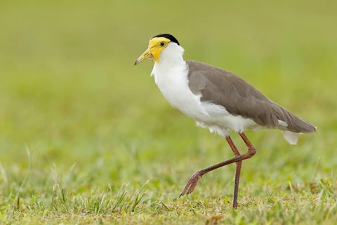 Masked Lapwing (Vanellus miles) juvenile, Queensland, Australia, Oceania