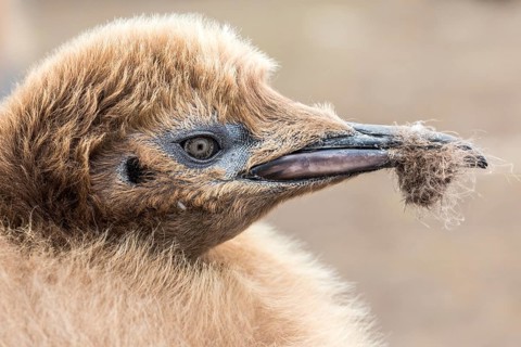 King Penguin (Aptenodytes patagonicus) juvenile, Falkland Islands, South America