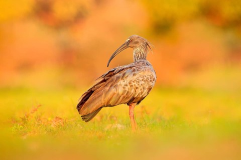 Plumbeous Ibis, Theristicus caerulescens, exotic bird in the nature habitat, bird sitting in grass