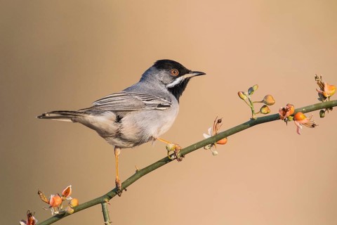 Rüppell's Warbler (Sylvia ruppeli) male, Eilat, Israel, Asia
