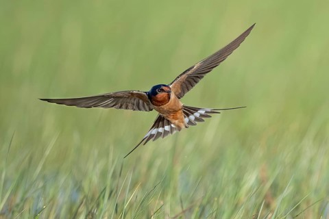 Barn Swallow (Hirundo rustica) flying, Texas, USA, North America