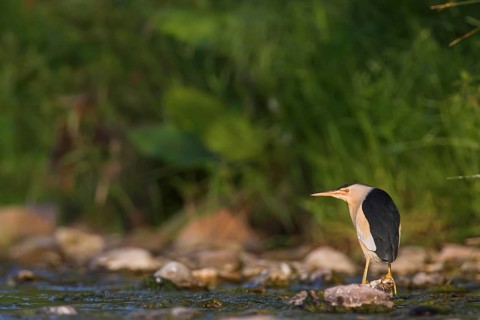 Little Bittern (Ixobrychus minutus), Lesvos, Greece, Europe