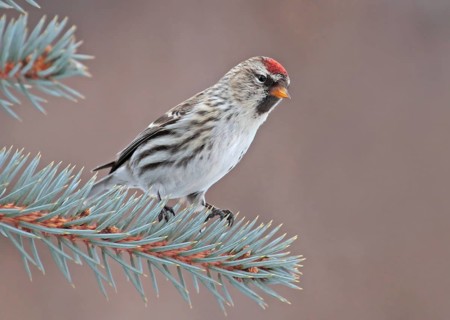 Common Redpoll (Acanthis flammea), Saskatchewan, Canada, North America