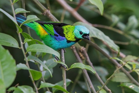 Green-headed Tanager (Tangara seledon) perched on a branch in the Atlantic rainforest of southeast