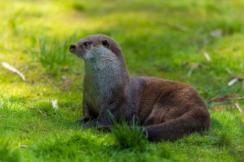 An otter sitting upright on a green meadow in a natural environment, European otter (Lutra lutra),