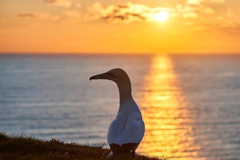 Northern gannet (Morus bassanus) standing on the cliff at sunset with the sea in the background,