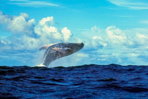 Male humpback whale (Megaptera novaeangliae) leaping high out of the water in a supine position on
