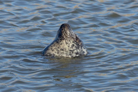 Grey seal (Halichoerus grypus) adult animal sleeping in the sea, England, United Kingdom, Europe