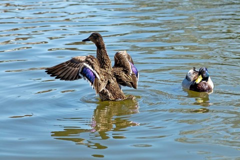 Mallard (Anas platyrhynchos) fluffing itself up, River Avon, Stratford-upon-Avon, Warwickshire,
