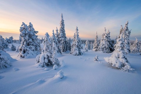 Winter landscape with snow-covered trees, Riisitunturi National Park, Posio, Lapland, Finland,