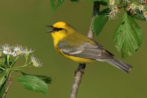 Blue-winged Warbler (Vermivora cyanoptera), Ohio, USA, North America