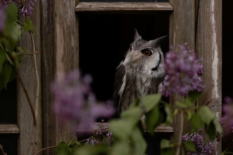 Southern White-faced Owl (Ptilopsis granti) captive, Germany, Europe