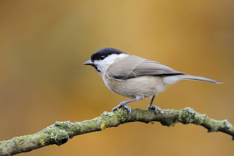 Marsh Tit (Poecile palustris), North Rhine-Westphalia, Germany, Europe