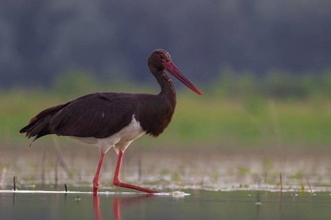 Black Stork (Ciconia nigra) foraging, Tiszaalpár, Hungary, Europe