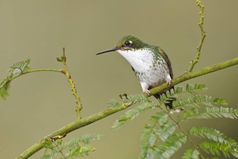 Booted Racket-tail (Ocreatus underwoodii), Ecuador, South America