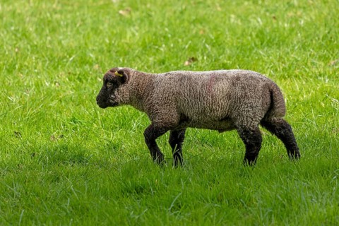 Lamb on pasture, Shottery, Stratford-upon-Avon, Warwickshire, England, Great Britain