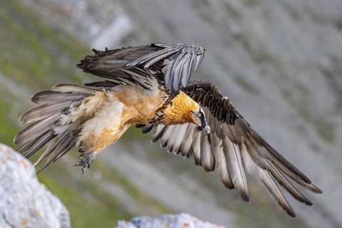 Bearded Vulture (Gypaetus barbatus) flying, Italy, Europe
