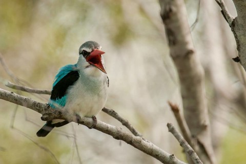 Woodland Kingfisher (Halcyon senegalensis) calling, Mpumalanga, South Africa, Africa