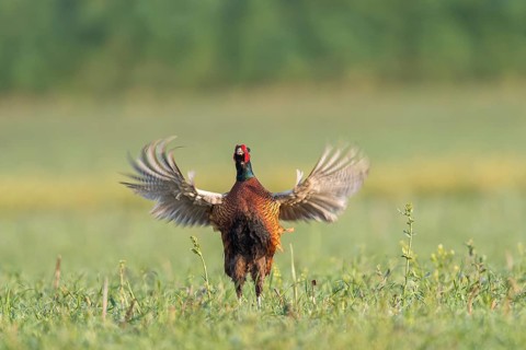 Fasan (Phasianus colchicus) Common Pheasant, male