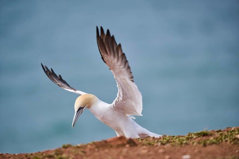 Northern gannet (Morus bassanus) flying over the sea, landing, wildlife, Helgoland, Germany, Europe
