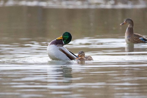Mallard (Anas platyrhynchos) Mating Germany